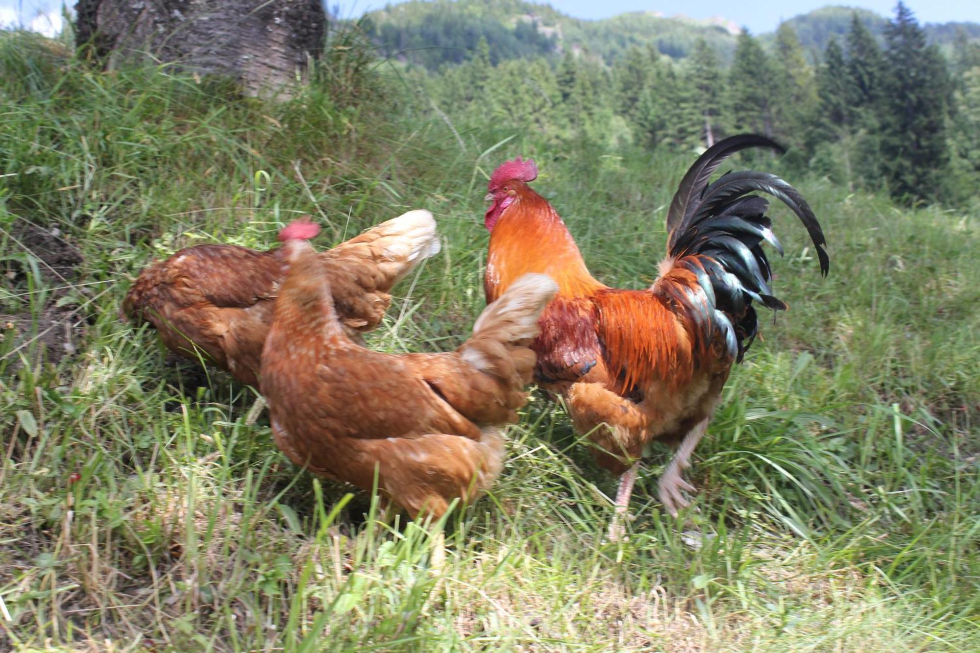 배드호프가스타인 Bauernhof Grussberggut 빌라 외부 사진